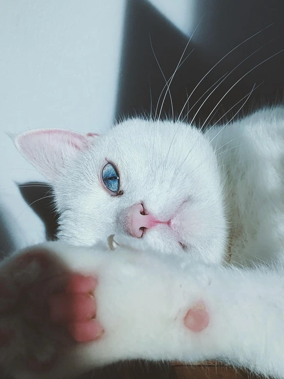 cat diseases