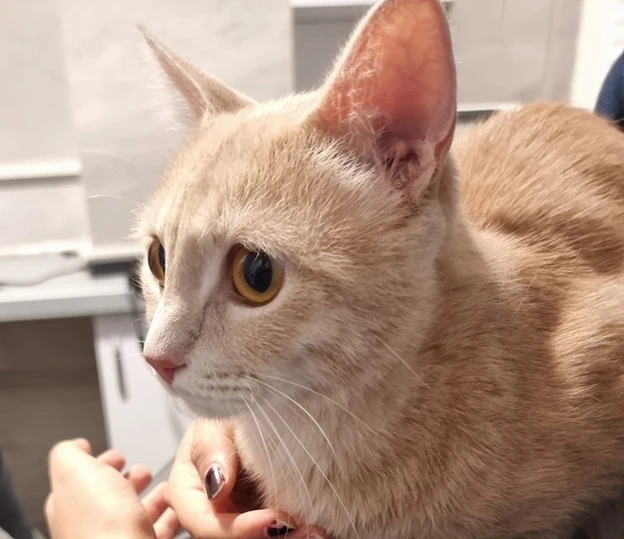 cat dog stress
